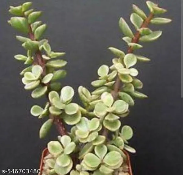 Natural_Jade_Variegated_Plant_For_Good_Luck_And_Home_Decor