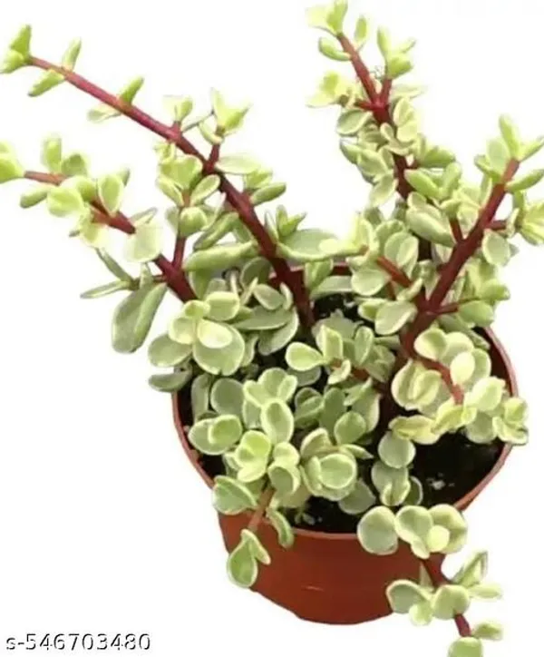 Natural_Jade_Variegated_Plant_For_Good_Luck_And_Home_Decor