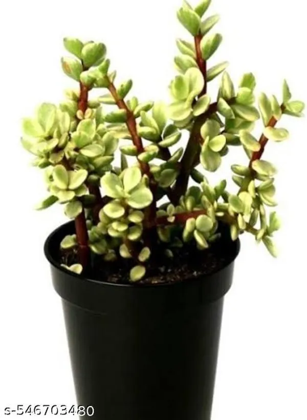 Natural_Jade_Variegated_Plant_For_Good_Luck_And_Home_Decor