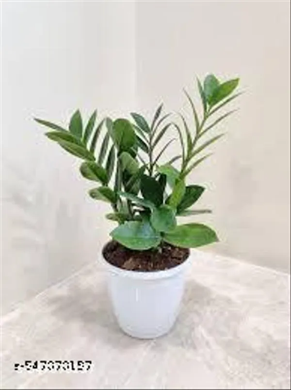 Natural_Green_Zz_Live_Plant_4_inch_Nursery_Pot