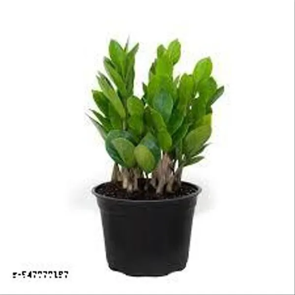 Natural_Green_Zz_Live_Plant_4_inch_Nursery_Pot