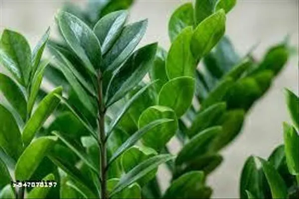 Natural_Green_Zz_Live_Plant_4_inch_Nursery_Pot