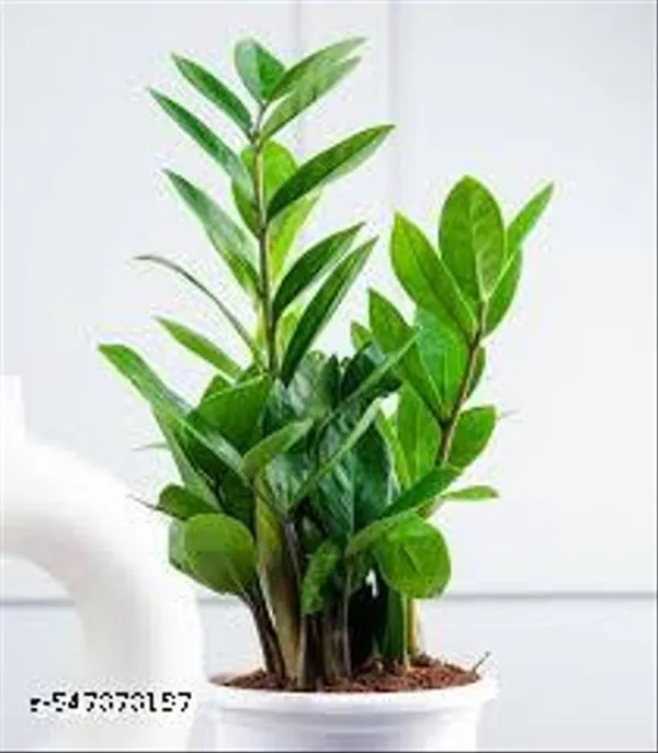 Natural_Green_Zz_Live_Plant_4_inch_Nursery_Pot