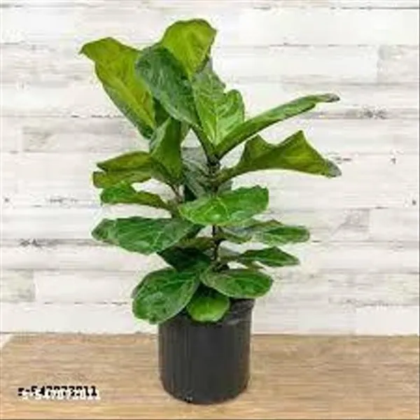 Natural_Live_Ficus_Lyrata_Plant_20_Cm