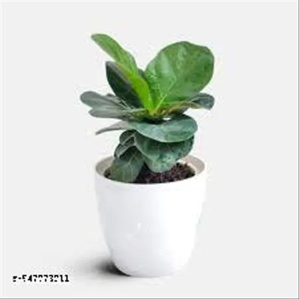 Natural_Live_Ficus_Lyrata_Plant_20_Cm