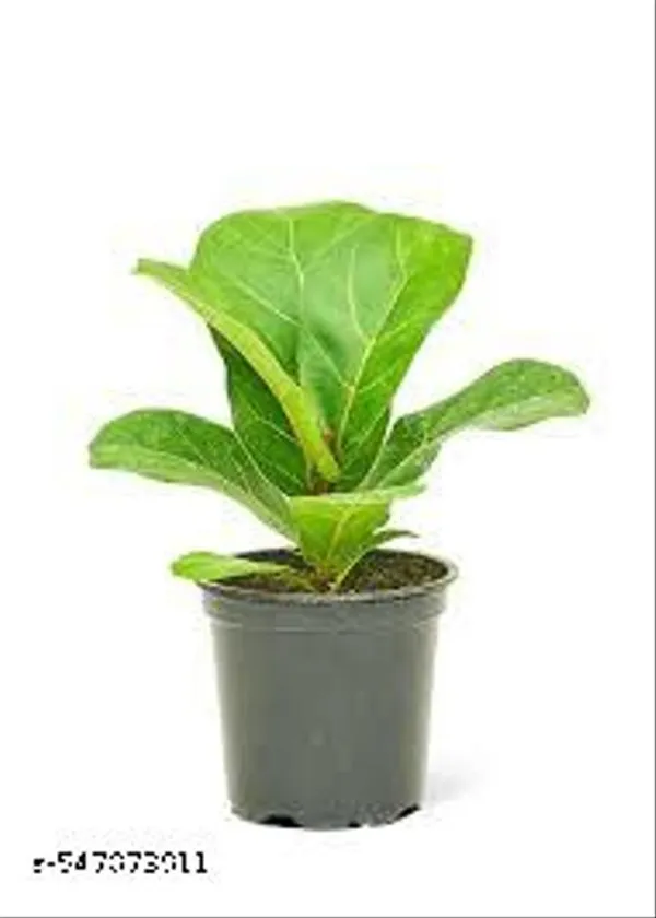 Natural_Live_Ficus_Lyrata_Plant_20_Cm