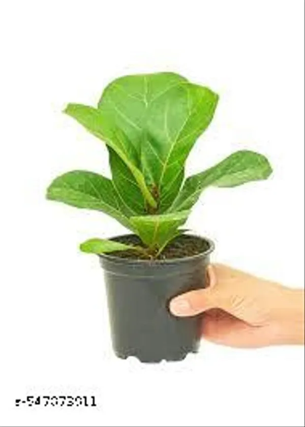 Natural_Live_Ficus_Lyrata_Plant_20_Cm