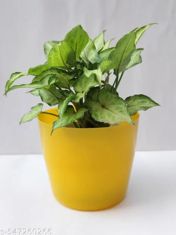 Natural_Live_Syngonium_Plant_Full_Pot_In_Coloured_Plastic_Pot