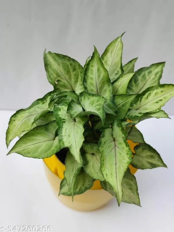 Natural_Live_Syngonium_Plant_Full_Pot_In_Coloured_Plastic_Pot