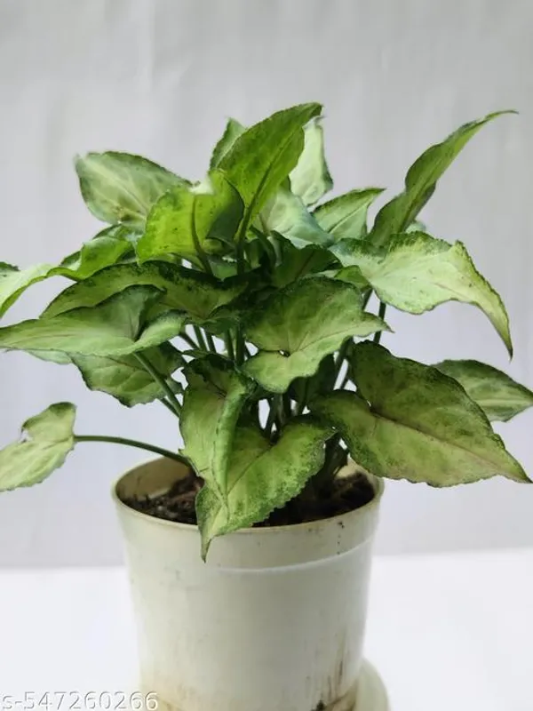 Natural_Live_Syngonium_Plant_Full_Pot_In_Coloured_Plastic_Pot