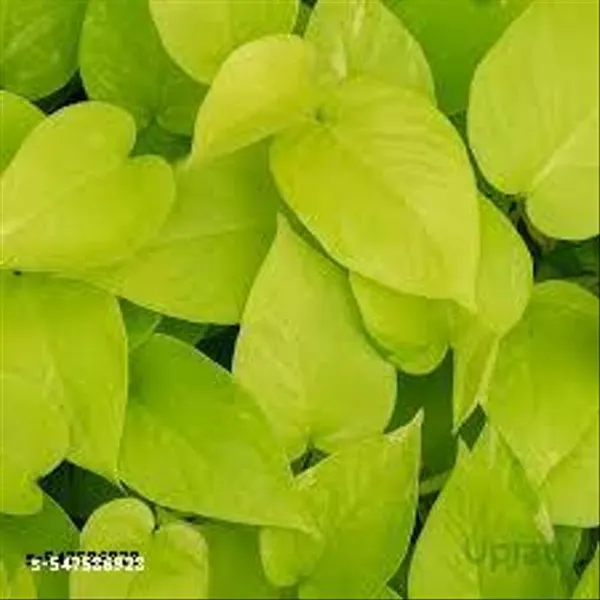 Natural_Golden_Money_Plant_With_Without_Pot_For_Good_Luck