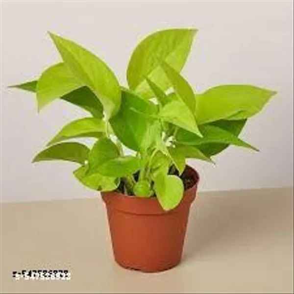 Natural_Golden_Money_Plant_With_Without_Pot_For_Good_Luck