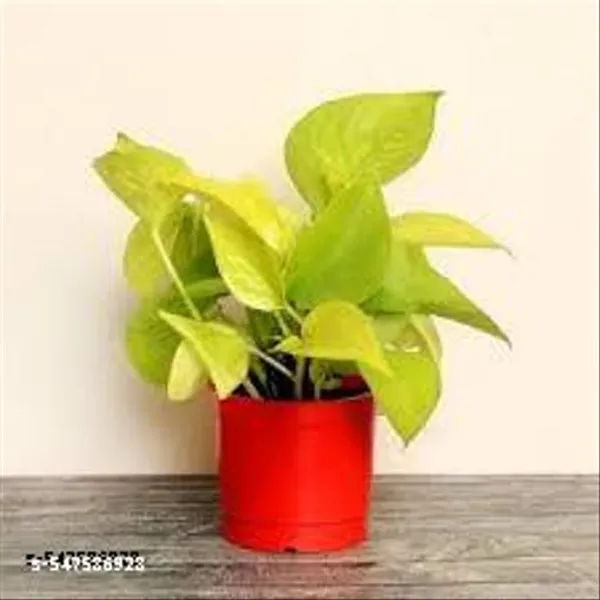 Natural_Golden_Money_Plant_With_Without_Pot_For_Good_Luck