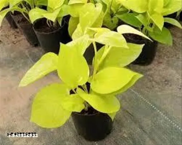 Natural_Golden_Money_Plant_With_Without_Pot_For_Good_Luck