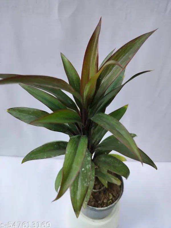 Natural_Dracaena_Cordyline_Plant_With_/Without_Pot