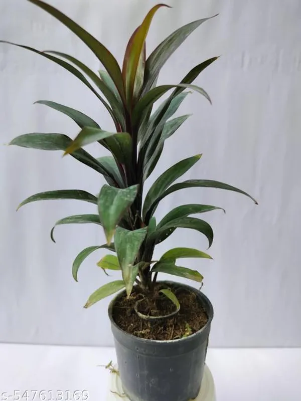 Natural_Dracaena_Cordyline_Plant_With_/Without_Pot