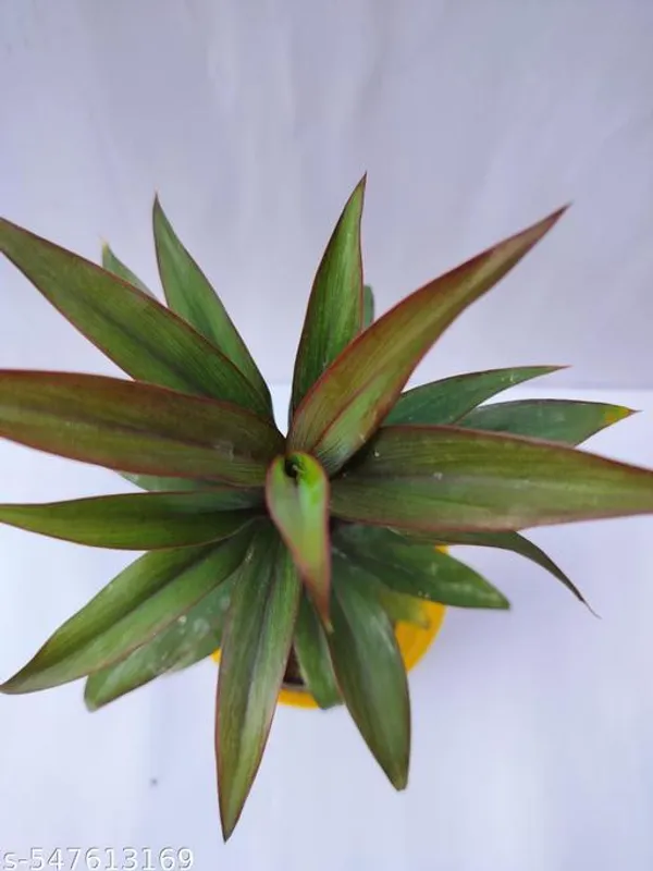 Natural_Dracaena_Cordyline_Plant_With_/Without_Pot