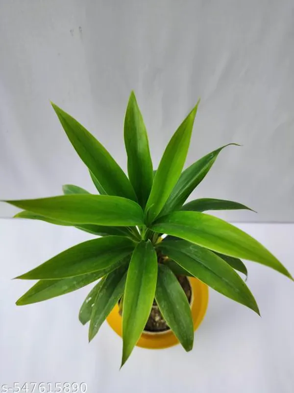 Natural_Dracaena_Green_Plants_For_Indoor_/_Outdoor
