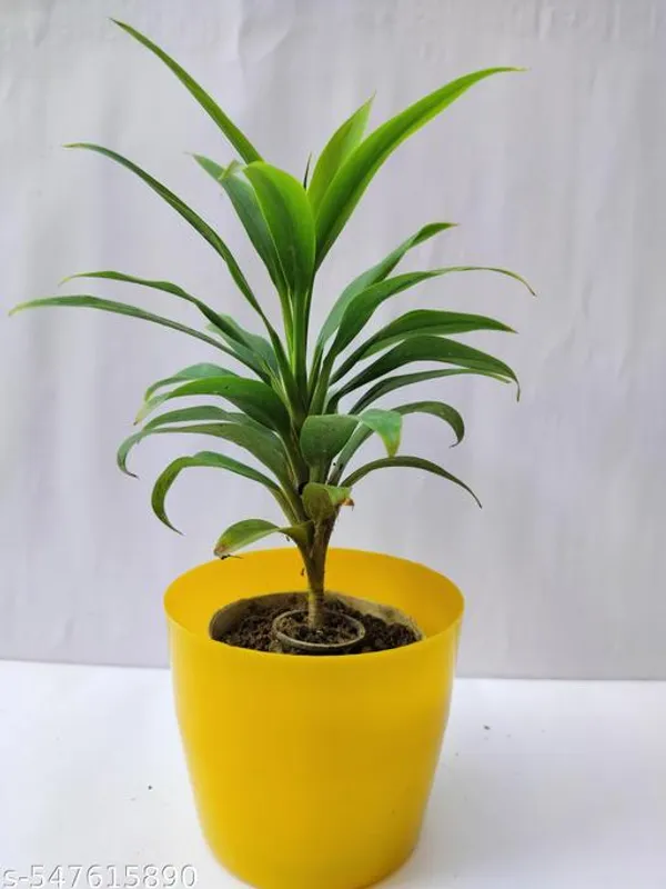 Natural_Dracaena_Green_Plants_For_Indoor_/_Outdoor
