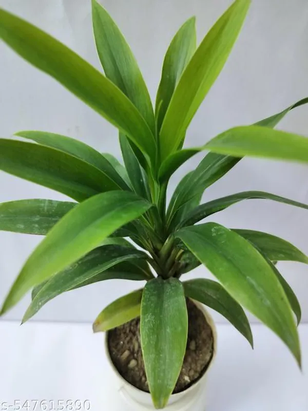 Natural_Dracaena_Green_Plants_For_Indoor_/_Outdoor