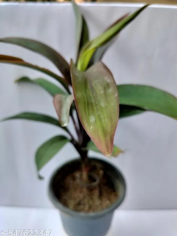 Natural_Phulwarilive_Dracaena_Coffee_Plant