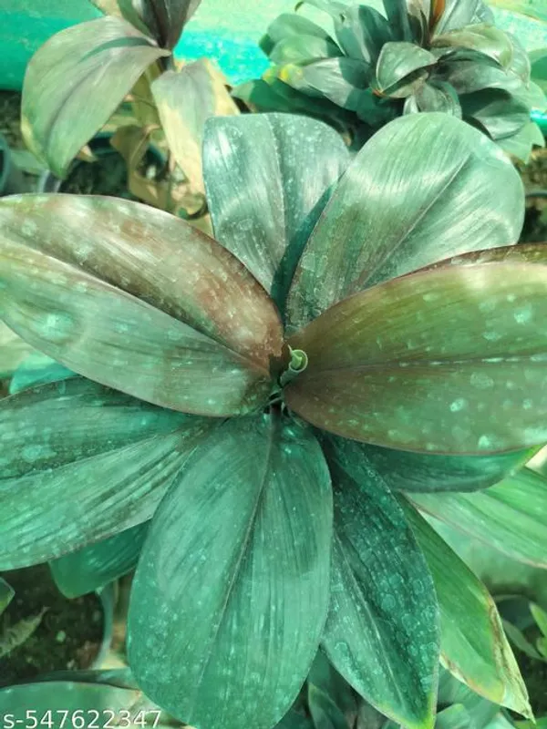 Natural_Phulwarilive_Dracaena_Coffee_Plant