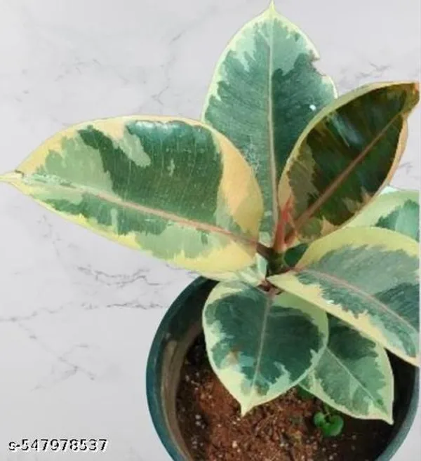 Natural_Live_Variegated_Rubber_Plant_With_Without_Pot