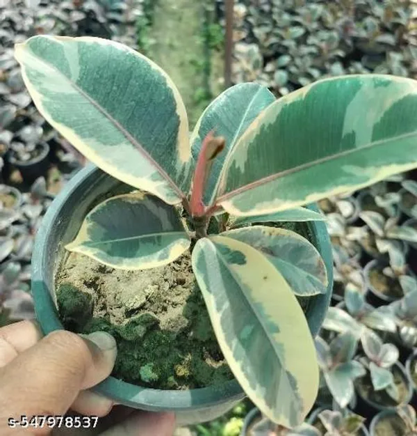 Natural_Live_Variegated_Rubber_Plant_With_Without_Pot
