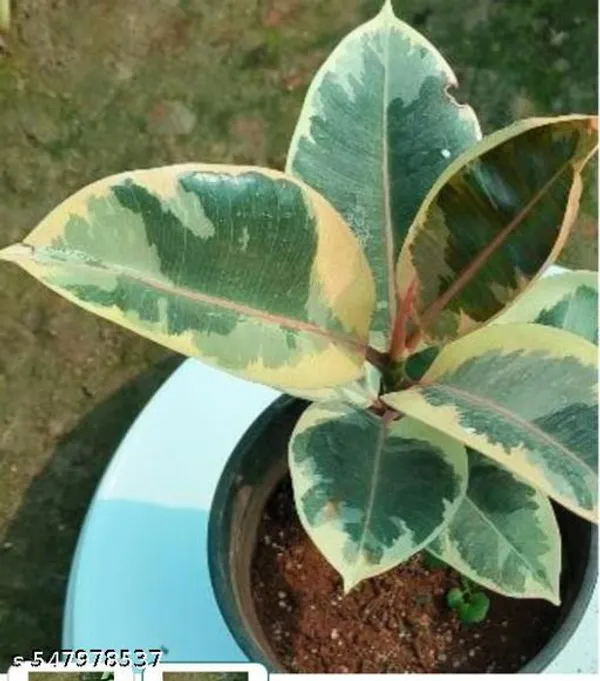 Natural_Live_Variegated_Rubber_Plant_With_Without_Pot