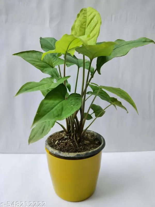 Natural_Live_Pure_Green_Rare_Syngonium_Plant