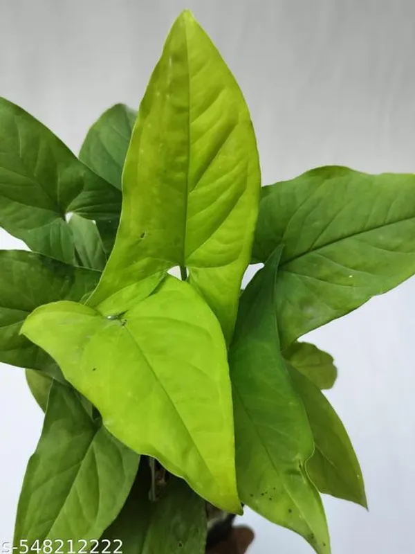 Natural_Live_Pure_Green_Rare_Syngonium_Plant