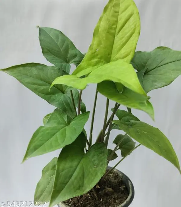 Natural_Live_Pure_Green_Rare_Syngonium_Plant