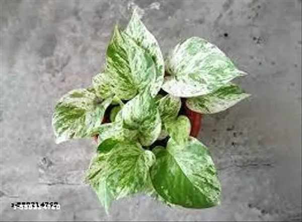 Natural_Live_Marble_Money_Plant_Without_With_Pot