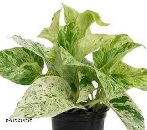 Natural_Live_Marble_Money_Plant_Without_With_Pot