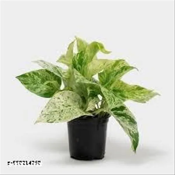 Natural_Live_Marble_Money_Plant_Without_With_Pot