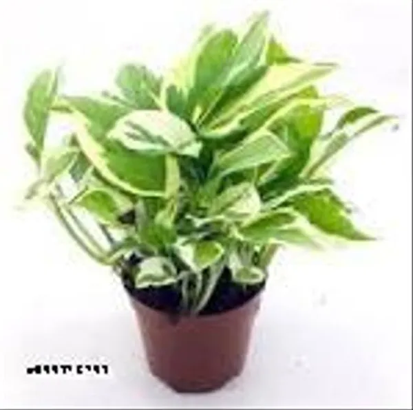 Natural_N_Joy_Money_Plant_For_Indoor_/_Outdoor