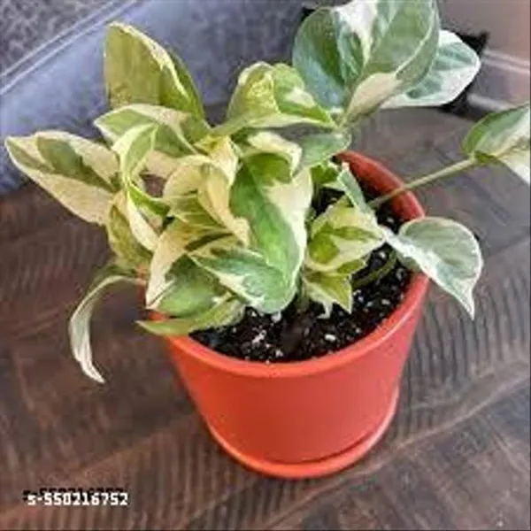 Natural_N_Joy_Money_Plant_For_Indoor_/_Outdoor