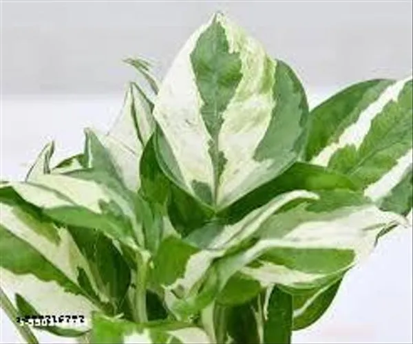 Natural_N_Joy_Money_Plant_For_Indoor_/_Outdoor