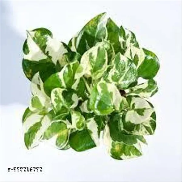 Natural_N_Joy_Money_Plant_For_Indoor_/_Outdoor