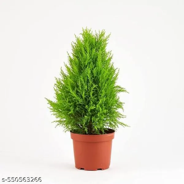 Natural_Cyprus_Green_Plant__For_Indoor_/_Outdoor