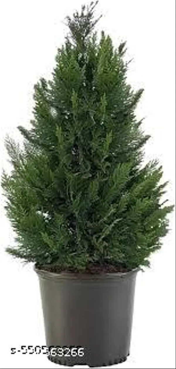 Natural_Cyprus_Green_Plant__For_Indoor_/_Outdoor