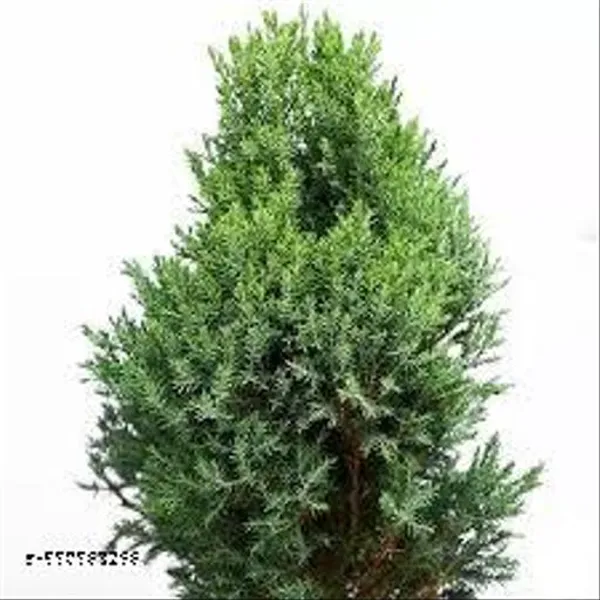 Natural_Cyprus_Green_Plant__For_Indoor_/_Outdoor