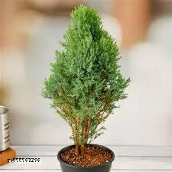 Natural_Cyprus_Green_Plant__For_Indoor_/_Outdoor