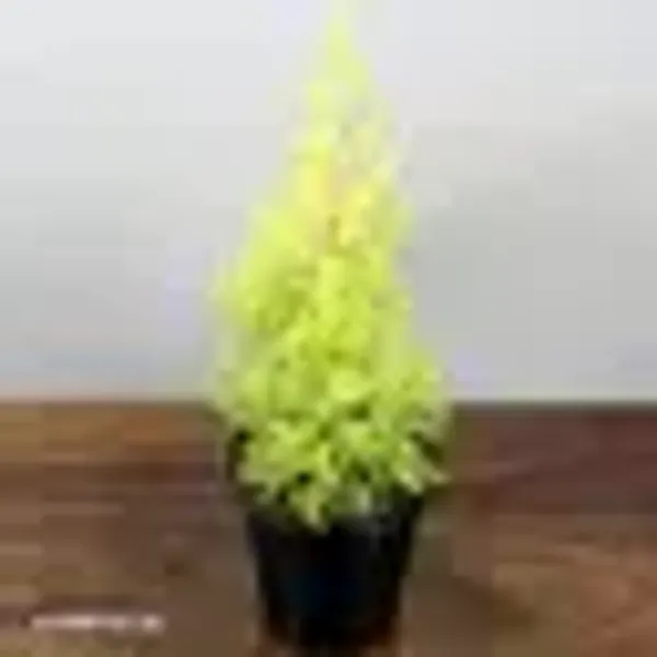 Natural_Live_Golden_Cyprus_Plant_With_Without_Pot