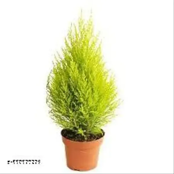 Natural_Live_Golden_Cyprus_Plant_With_Without_Pot