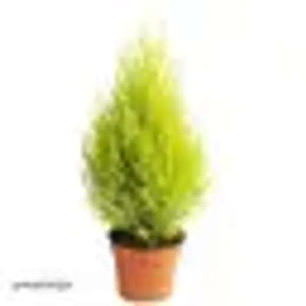 Natural_Live_Golden_Cyprus_Plant_With_Without_Pot