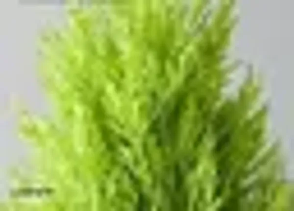Natural_Live_Golden_Cyprus_Plant_With_Without_Pot