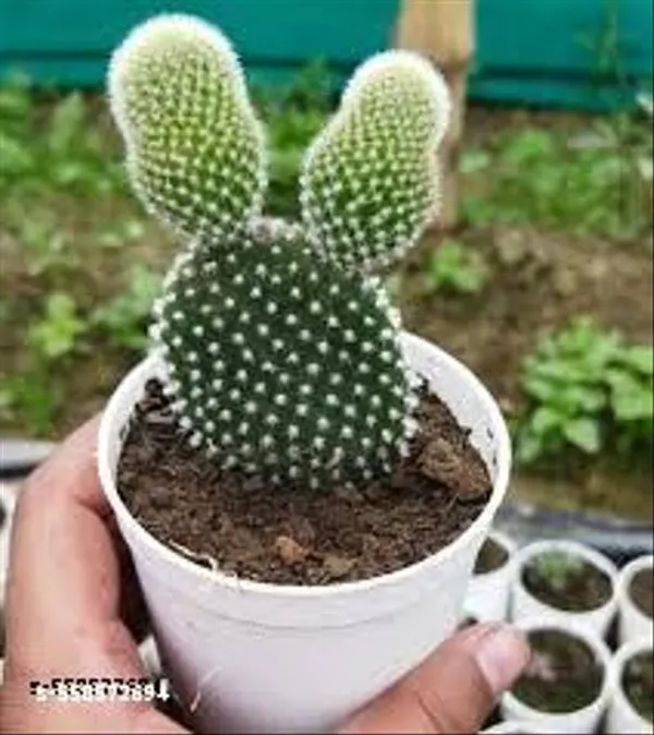 Natural_Bunny_Ear_Cactus_White_With_Out_Pot