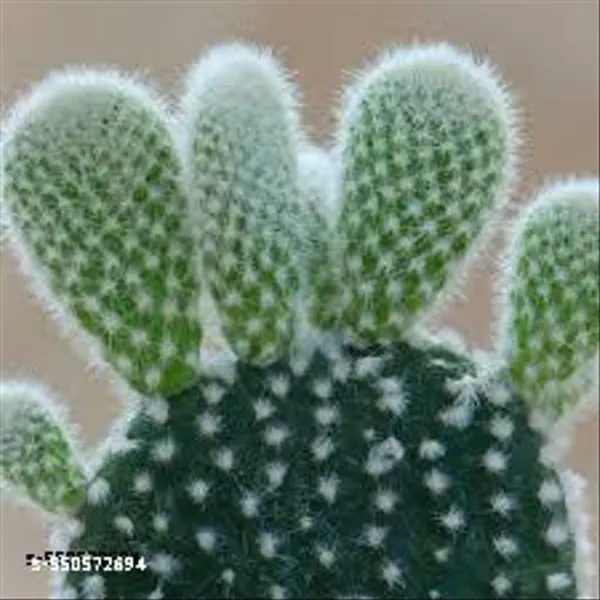 Natural_Bunny_Ear_Cactus_White_With_Out_Pot