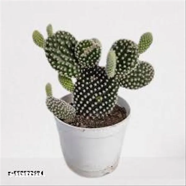 Natural_Bunny_Ear_Cactus_White_With_Out_Pot